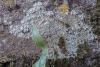 Agonimia tristicula (Nyl.) Zahlbr.