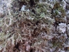 Anaptychia ciliaris Anaptychia ciliaris
