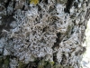 Anaptychia ciliaris (L.) Krber ex A. Massal