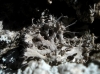 Anaptychia ciliaris (L.) Krber ex Massal.