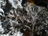 Anaptychia sp. Anaptychia sp.