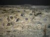 Arthonia caesiella Arthonia caesiella