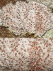 Arthonia cinnabarina (DC.) Wallr.