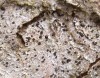 Arthonia didyma Arthonia didyma