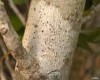 Arthonia pinastri Arthonia pinastri