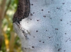 Arthonia punctiformis Ach. Arthonia punctiformis Ach.