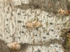 Arthonia radiata (Pers.) Ach.