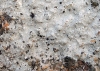 Arthonia varians sobre Lecanora rupicola Arthonia varians sobre Lecanora rupicola