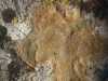 Aspicilia coronata (Massal.) B. de Lesd.