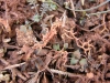 Aspicilia hispida Mereschk. Aspicilia hispida Mereschk.