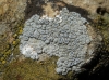 Aspicilia aff. contorta ssp. hoffmanniana Aspicilia aff. contorta ssp. hoffmanniana