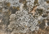Aspicilia contorta (Hoffm.) Kremp.
