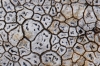 Aspicilia sp. Aspicilia sp.