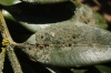 Bacidia arceutina (Ach.) Arnold