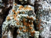 Bacidia cf. rubella (Hoffm.) A. Massal.