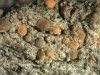 Bacidia friesiana Bacidia friesiana