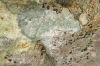 Bagliettoa parmigerella (Zahlbr.) Vezda & Poelt