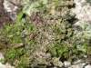 Bilimbia sabuletorum (Schreb.) Arnold (=Mycobilimbia sabuletorum)