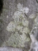 Buellia griseovirens (Turner & Borr. ex Sm.) Almb.
