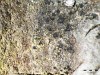 Buellia schaereri Buellia schaereri