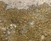 Buellia tyrolensis Buellia tyrolensis