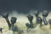 Calicium abietinum Pers. Calicium abietinum Pers.