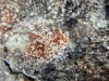 Caloplaca aetnensis Caloplaca aetnensis