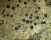 Caloplaca agardhiana Caloplaca agardhiana