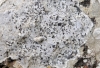Caloplaca allociza (A.Massal.) Mig.