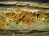 Caloplaca alnetorum Caloplaca alnetorum