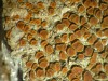 Caloplaca arenaria Caloplaca arenaria