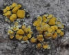 Caloplaca cerina Caloplaca cerina