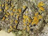 Caloplaca cerinelloides Caloplaca cerinelloides