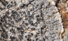 Caloplaca chalybaea (Fr.) Mll. Arq.
