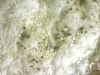 Caloplaca chrysodeta Caloplaca chrysodeta