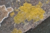 Caloplaca citrina (Hoffm.) Th. Fr.
