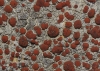 Caloplaca crenularia (With.) Laundon