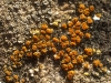 Caloplaca crenulatella (Nyl.) H.Olivier