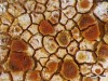 Caloplaca dolomiticola Caloplaca dolomiticola