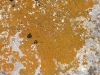 Caloplaca granulosa (Mll.Arg.) Jatta (1900)