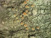 Caloplaca haematites Caloplaca haematites