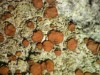 Caloplaca herbidella Caloplaca herbidella