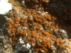 Caloplaca holocarpa (Hoffm.) Wade