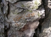 Caloplaca hungarica H. Magn. (= Caloplaca ferruginea var. hungarica)