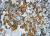 Caloplaca lactea (A.Massal.) Zahlbr.