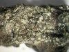 Caloplaca obscurella Caloplaca obscurella