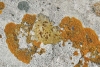 Caloplaca ochracea y Caloplaca flavescens Caloplaca ochracea y Caloplaca flavescens