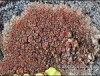 Caloplaca rubelliana Caloplaca rubelliana