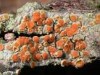 Caloplaca ulcerosa Caloplaca ulcerosa