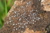 Caloplaca variabilis (Pers.) Mll. Arg.
